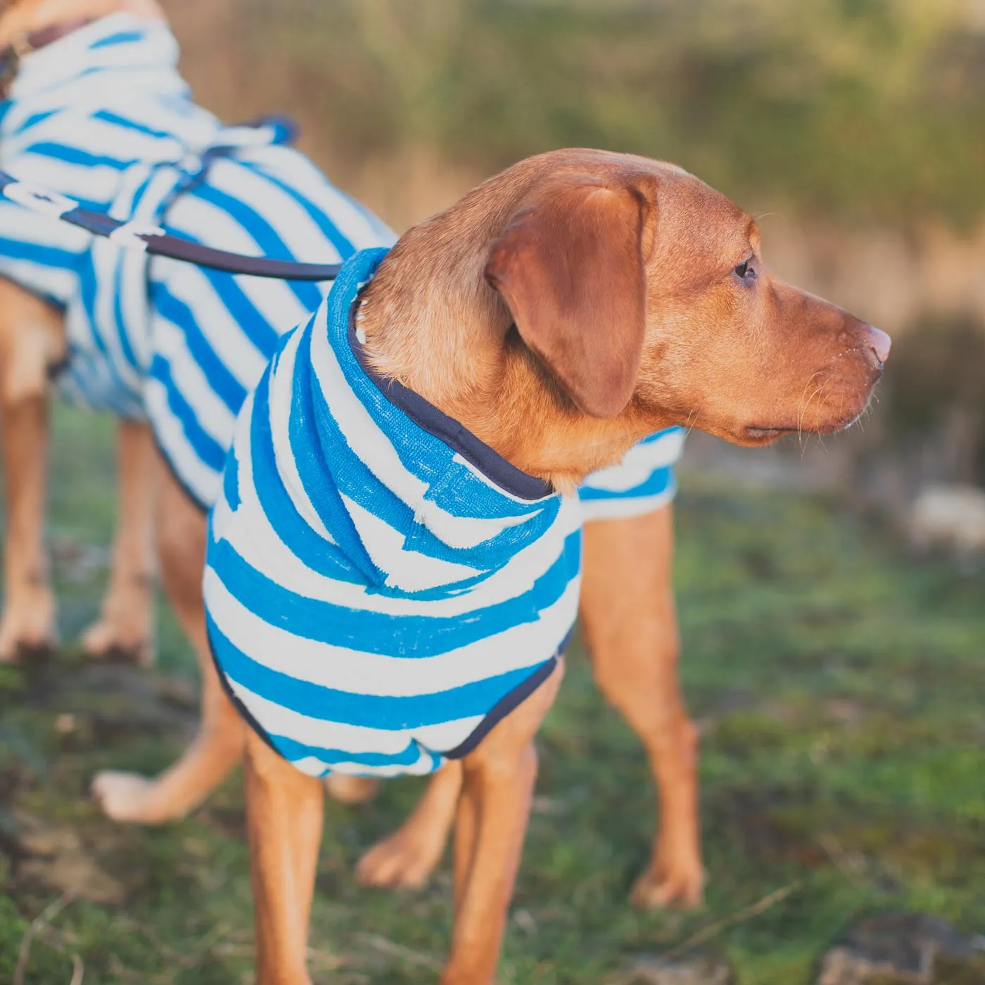 Harbour Hounds Sea Blue Stripe Drying Coat